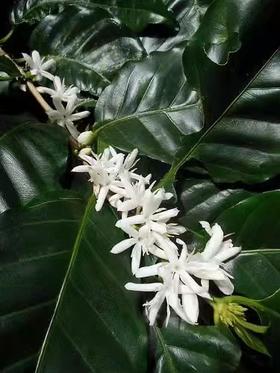 什么是咖啡花？