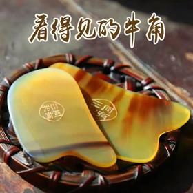  阴阳的秘密：为什么黄牛角向前，水牛角向后？ 