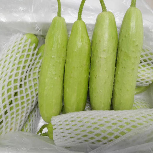 山东海阳白玉黄瓜、清脆爽口、脆嫩新鲜 商品图2
