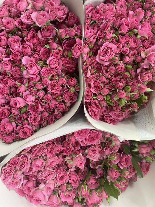 【昆明玫瑰】苏菲宝贝  10枝/扎  A级 商品图6