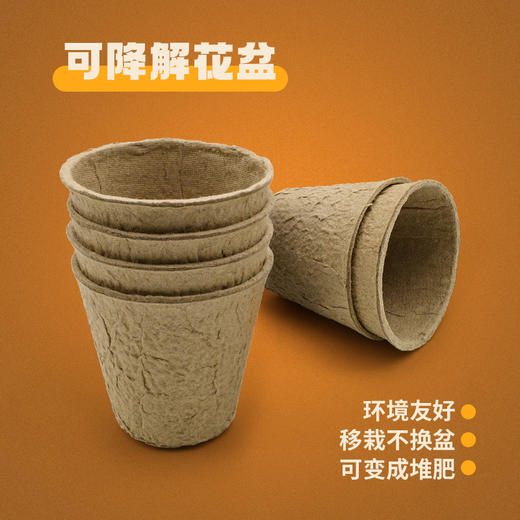 【一起种植吧，激发孩子探索自然科学的奥秘】 儿童植物观察窗种子盒 种植阳光房玩具儿童节礼物 商品图2