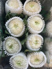 【乒乓菊】白色  约10枝/扎 商品缩略图3