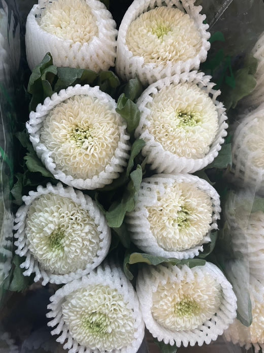 乒乓菊白色约910支扎