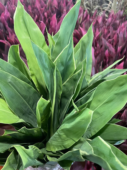 青铁【朱蕉叶】 约9-10枝/扎  约60公分 商品图4