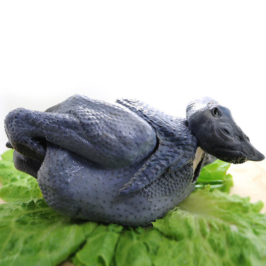 【包邮】农家五谷喂养乌鸡   纯粮喂养  滋补佳品  肉质滑嫩  汤鲜味美  1.7斤/只 商品图10