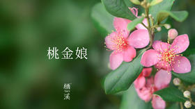 桃金娘——妾爱使君子，郎爱桃金娘|植物小课堂014