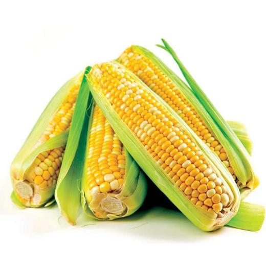 玉米 约500g 商品图0