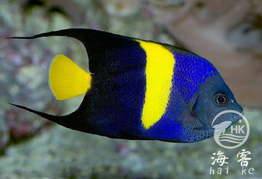 红海阿拉伯神仙 商品图1