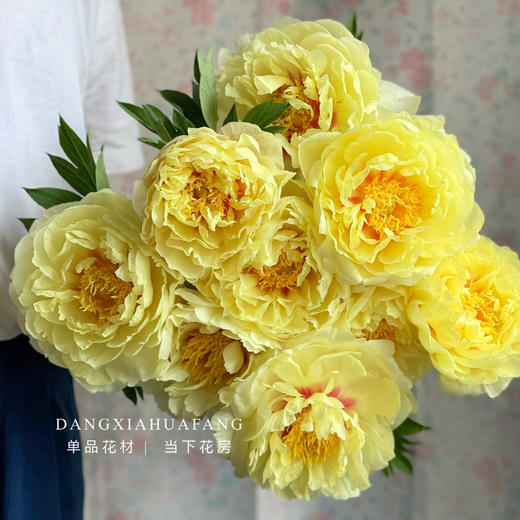 【AB级巴次拉重瓣芍药】5支/份 第二份减10元 商品图2