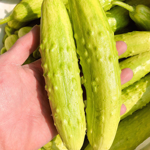 山东海阳白玉黄瓜、清脆爽口、脆嫩新鲜 商品图1