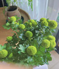 【乒乓菊】绿色 约10枝/扎 商品缩略图3