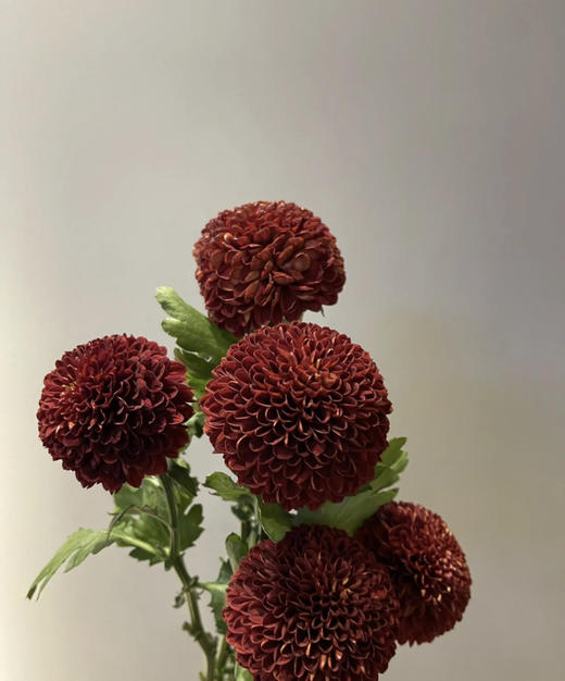 【乒乓菊】红色  约10枝/扎 商品图3