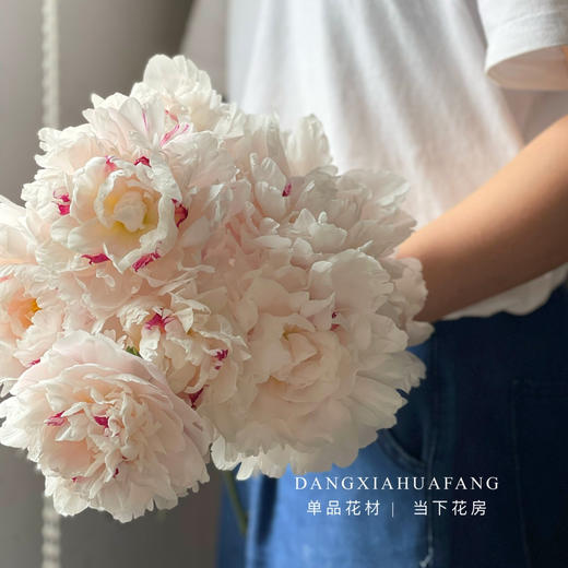 【雪原红星芍药】5支/份 买2份减10元  花型饱满  越开越美 商品图2
