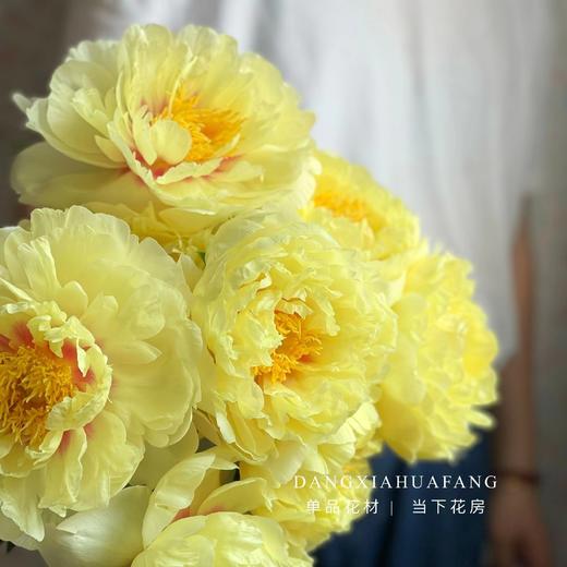 【AB级巴次拉重瓣芍药】5支/份 第二份减10元 商品图4