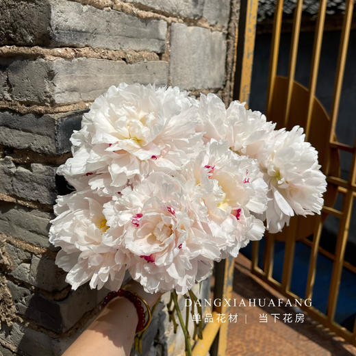 【雪原红星芍药】5支/份 买2份减10元  花型饱满  越开越美 商品图5