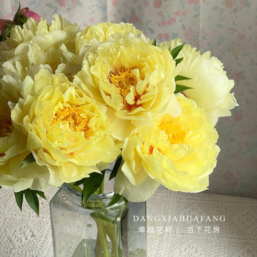 【AB级巴次拉重瓣芍药】5支/份 第二份减10元 商品图3