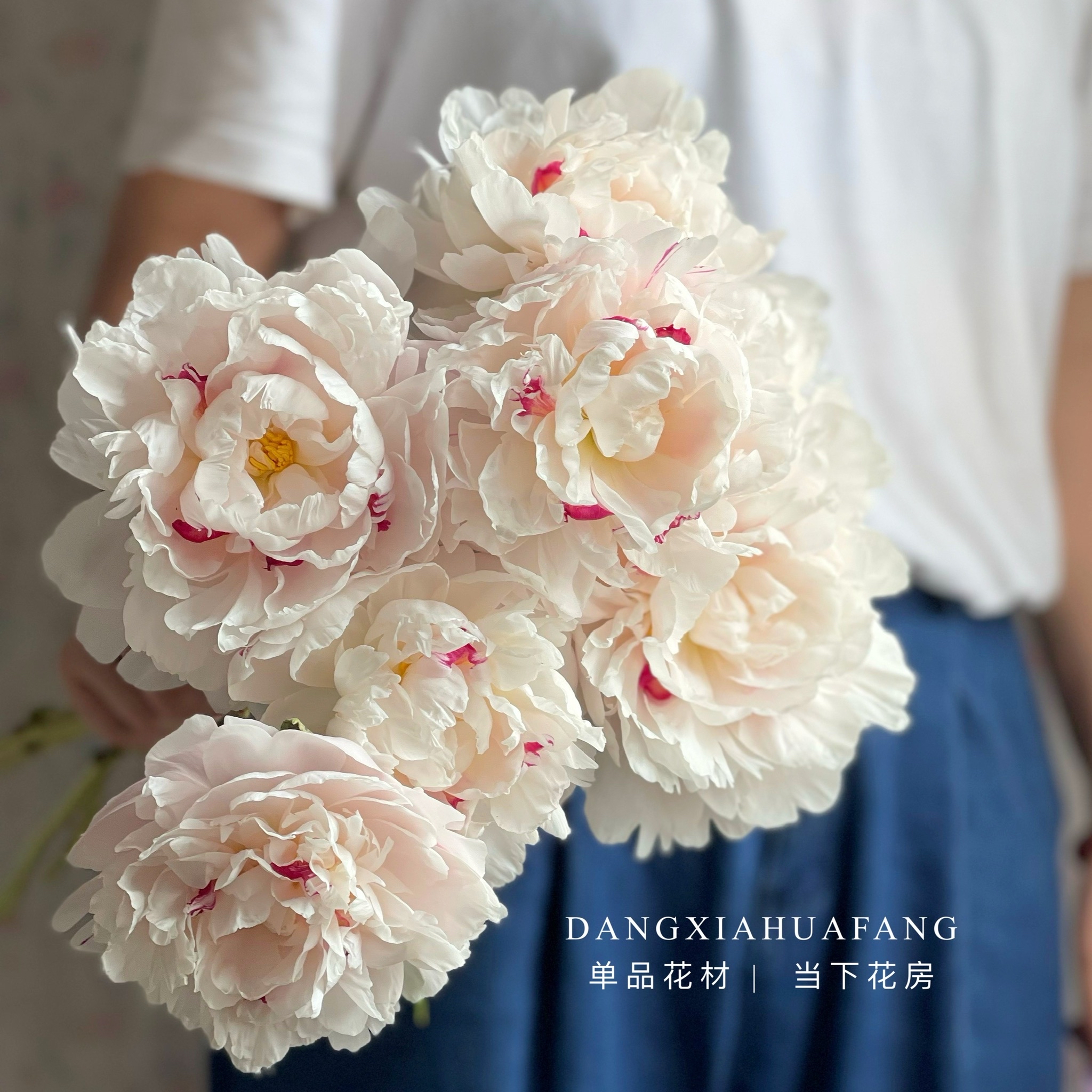 【雪原红星芍药】5支/份 买2份减10元  花型饱满  越开越美