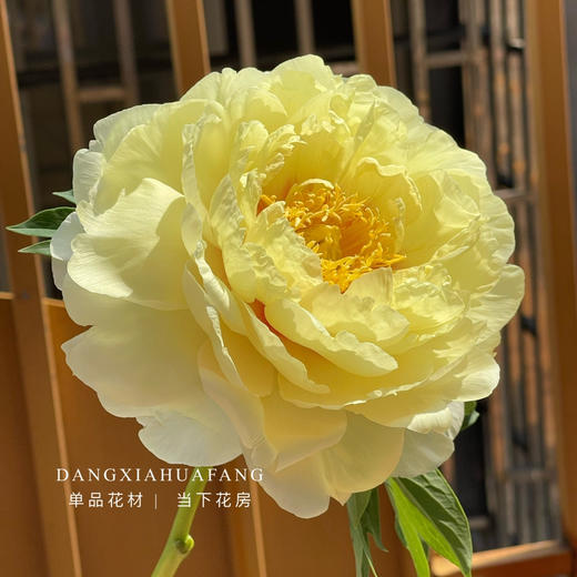 【AB级巴次拉重瓣芍药】5支/份 第二份减10元 商品图10