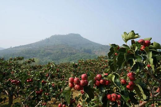 【中国地理标志产品】没有添加剂  酸度适中  芳香爽口  山楂优块/六物山楂块任选 商品图5