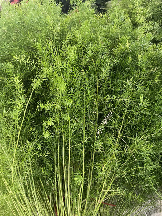 天门冬  约10支/扎 商品图6