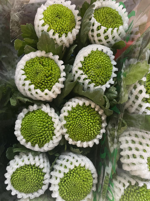 【乒乓菊】绿色 约10枝/扎 商品图5