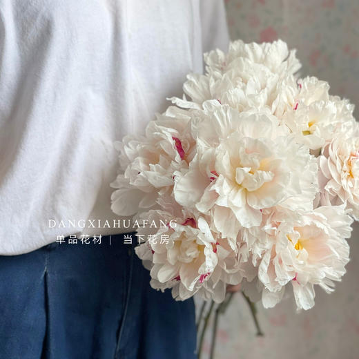【雪原红星芍药】5支/份 买2份减10元  花型饱满  越开越美 商品图3