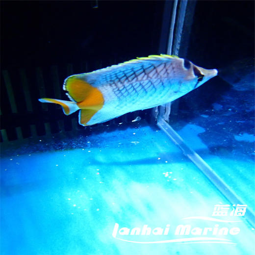 橙尾蝶 商品图4