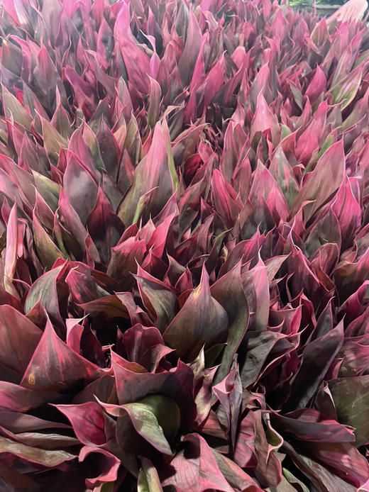 红铁【朱蕉叶】约9-10支/扎  约60公分 商品图8