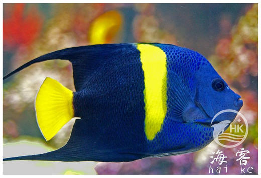 红海阿拉伯神仙 商品图3