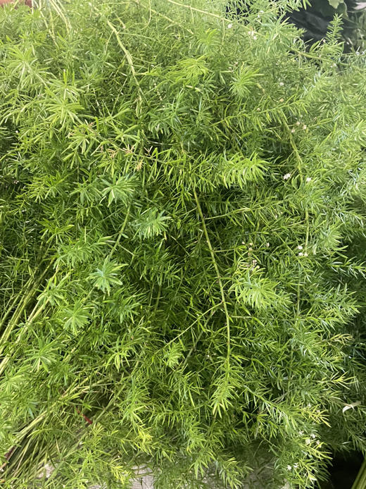 天门冬  约10支/扎 商品图5