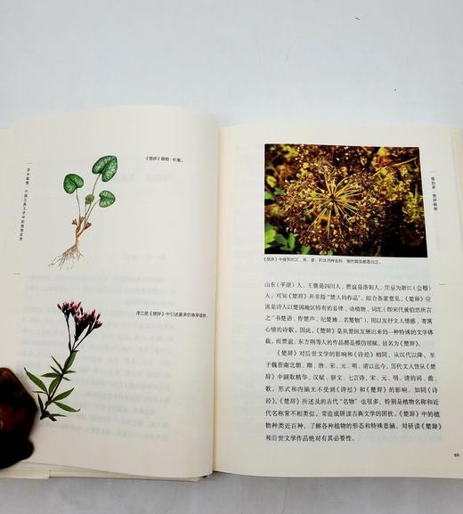 重点推荐：《草木缘情》（第二版）
 
《草木缘情》，精装，16开，潘富俊著，商务印书馆2016年版，定价99.9元，售价50元。
 
本书是作者多年来文献研究与田野考察的总结，其内容几乎囊括了植物与文 商品图3