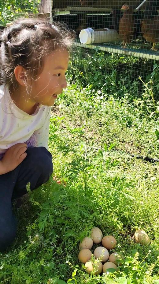 刚下的热乎儿蛋（蛋窝儿到餐桌不超过24小时） 商品图8