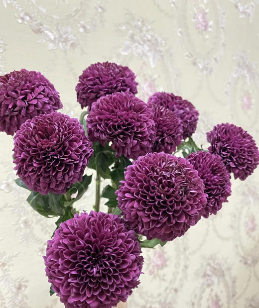 【乒乓菊】紫色 约10枝/扎 商品图2