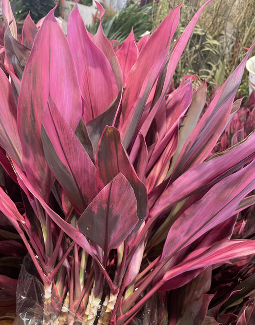 红铁【朱蕉叶】约9-10支/扎  约60公分 商品图7