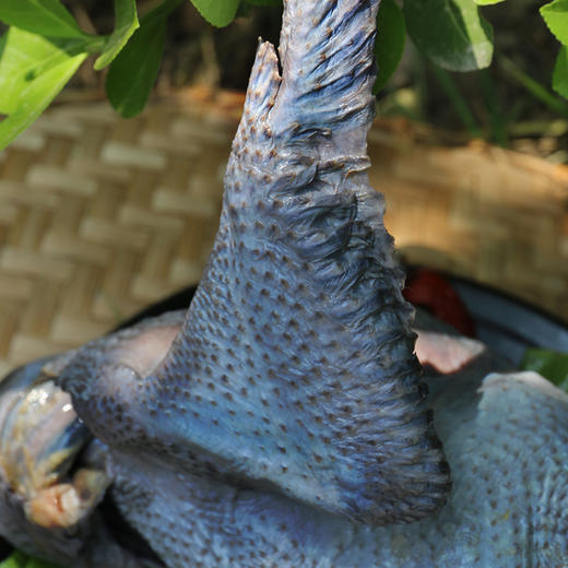 【包邮】农家五谷喂养乌鸡   纯粮喂养  滋补佳品  肉质滑嫩  汤鲜味美  1.7斤/只 商品图9