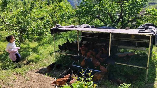 刚下的热乎儿蛋（蛋窝儿到餐桌不超过24小时） 商品图4