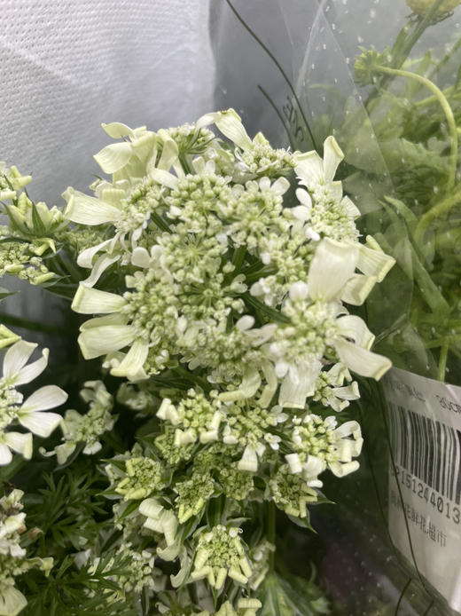 【白飞香】新品蕾丝，约8-10支/扎 商品图4