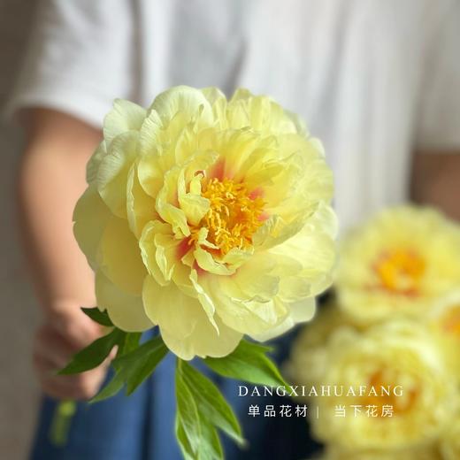 【AB级巴次拉重瓣芍药】5支/份 第二份减10元 商品图5