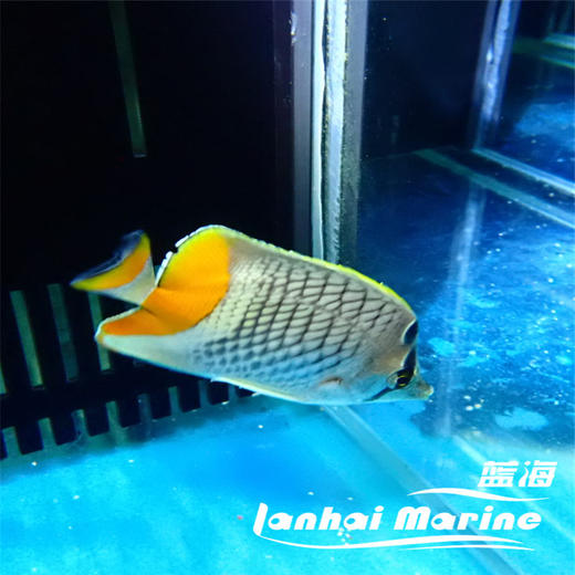 橙尾蝶 商品图3