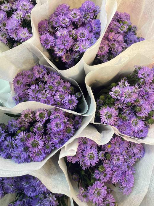 【每日福利】孔雀草  紫色 扎 商品图4