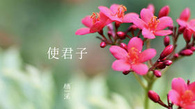 使君子——白天鲜艳夺目，晚上芳香迷人|植物小课堂006