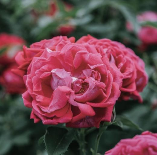 云南玫瑰鲜花饼🌹、口感甜而不腻，吃一口唇齿留香，让人回味无限 商品图3