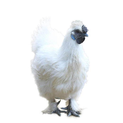 【包邮】农家五谷喂养乌鸡   纯粮喂养  滋补佳品  肉质滑嫩  汤鲜味美  1.7斤/只 商品图5