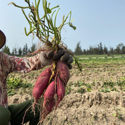 【天目山小香薯5斤】 香薯  粉糯绵密 不噎人 甜到心窝里 商品图1