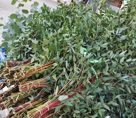 尤加利叶-尖叶  扎 商品图5