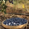 云南高山花香树上熟蓝莓  125g/盒  （酸甜可口） 商品缩略图6