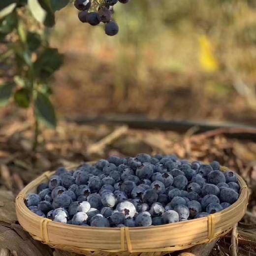 云南高山花香树上熟蓝莓  125g/盒  （酸甜可口） 商品图6