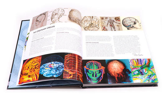 大脑之书 图解大脑结构 生命科学指南 英文原版 The Brain Book 探索脑部系统 精装 3D图解真实照片案例 英文版进口原版英语书籍 商品图1