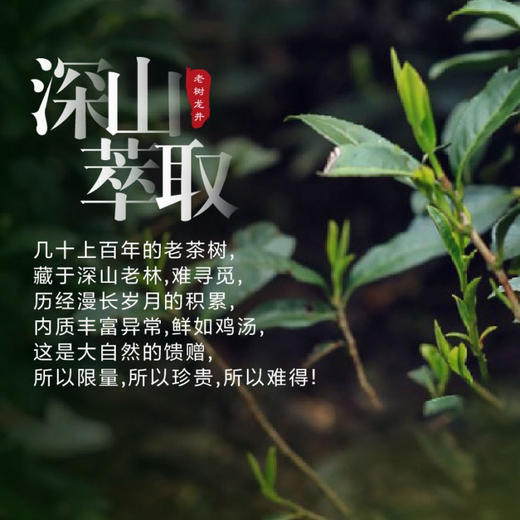 新茶大道至简 • 老树绿茶125克（50包*2.5克） 商品图2
