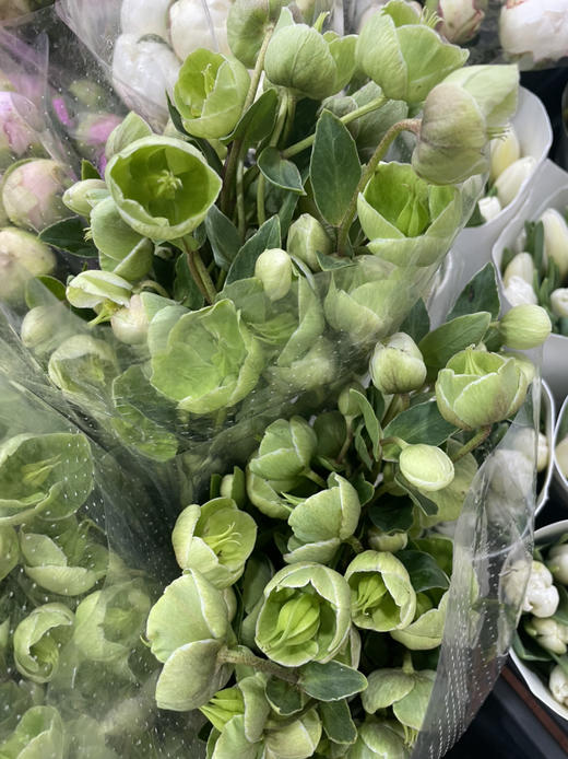 【超长待机】菟葵（单瓣）绿色 约5枝/扎 商品图10